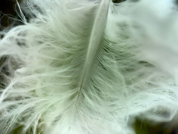 istock Extreme close up of feather 2037481931