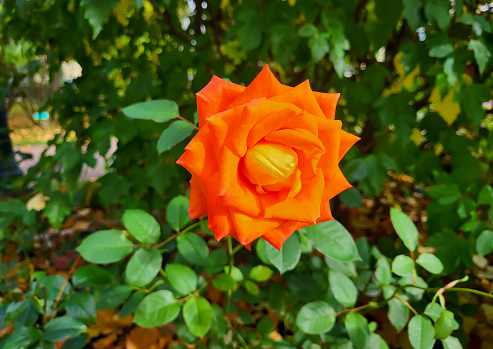 A bright orange rose in the garden on a sunny summer day