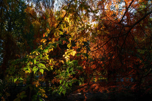 Autumn in the Montanelli park at Milan, Lombardy, Italy