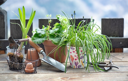 flowerpot and plant with shovel on wooden table in balcony in front of wooden bodyguard