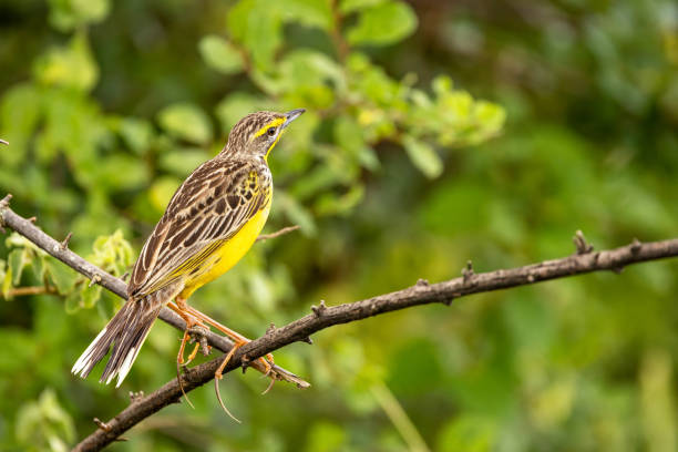istock A yellow-throated longclaw, macronyx croceus, perched on a tree in Queen Elizabeth National Park, Uganda. Soft foliage background. 2037515347