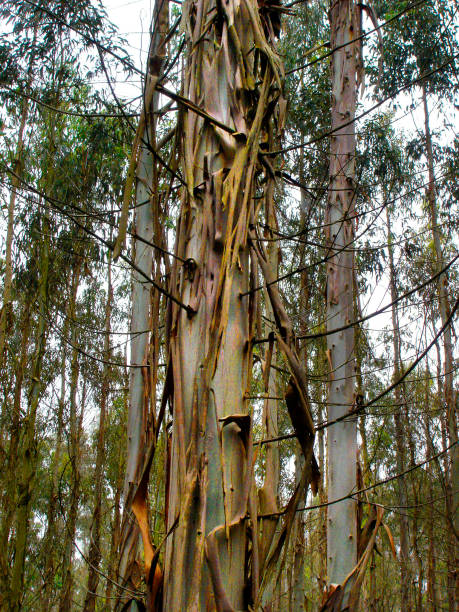 Eucalyptus trees green woodland, tree trunk, bark, forest seen from Camino de Santiago, A Coruña province, Galicia, Spain.