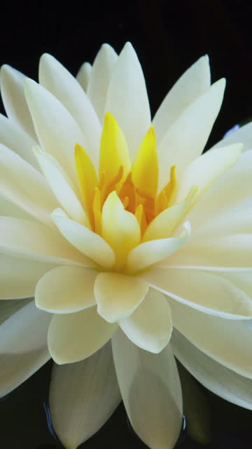 Time lapse of white waterlily blooming