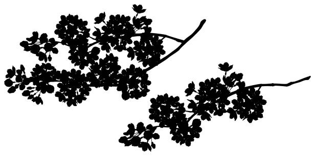 istock Illustration of elegant cherry blossoms silhouette 2037531379