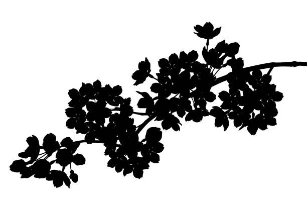 istock Illustration of elegant cherry blossoms silhouette 2037532412
