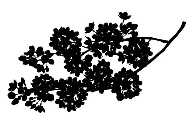 istock Illustration of elegant cherry blossoms silhouette 2037532926