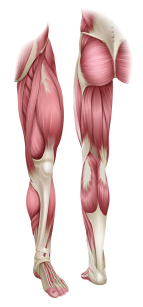 ilustraciones, imágenes clip art, dibujos animados e iconos de stock de ilustración del diagrama de anatomía muscular de la pierna del cuerpo humano - muscular build human muscle men anatomy