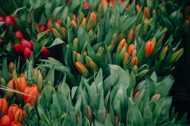 Papula bud of beautiful unopened green parrot tulips in row on nature background