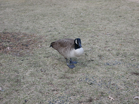 During the winter, it is common to see Canada geese on the northwest coast of the United States. These were seen in a public park in Boston, Massachusetts