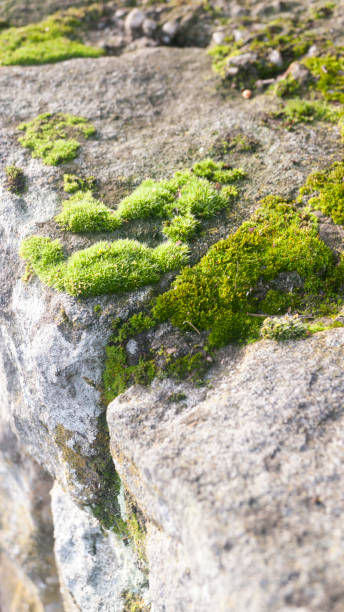 istock Lush moss spot on rock 2037560546