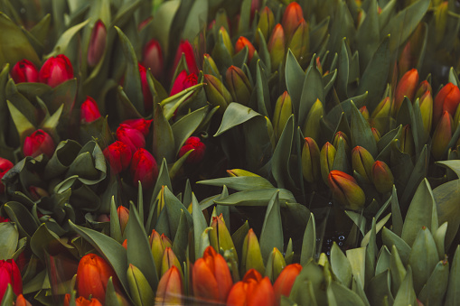 Close-up of newly bloomed red and white color tulip flowers and unopened tulip buds displayed for sale outside a florist in Amsterdam, Netherlands.