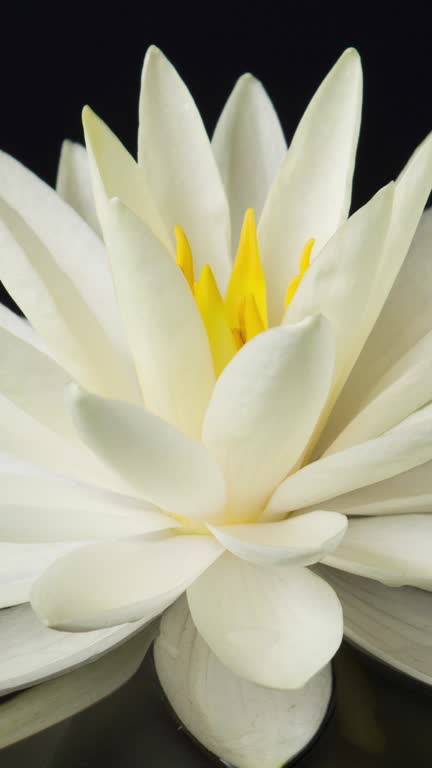 Time lapse of white waterlily blooming