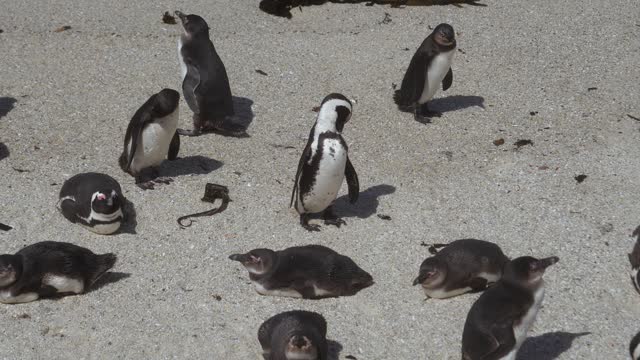 Flock Of Wild Sea Penguins On Sandy Beach South Africa