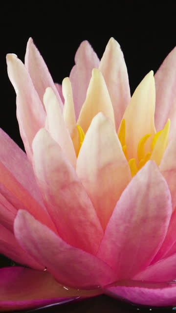 Time lapse of pink waterlily blooming