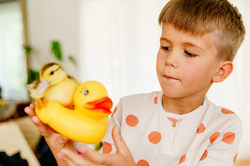 Curious Little boy playing with duck bird