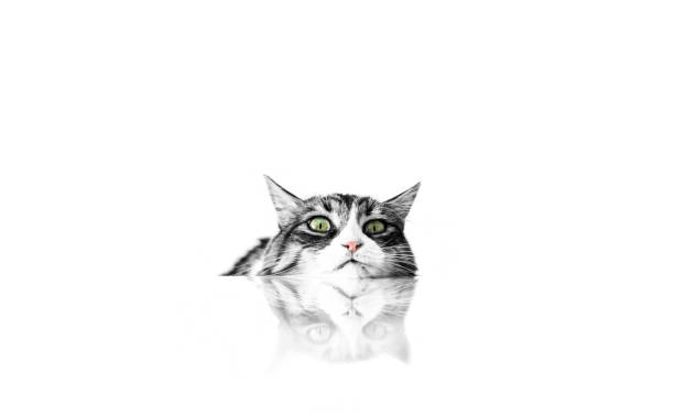 istock Big-eyed naughty Norwegian forest cat looking at the target 2037609497