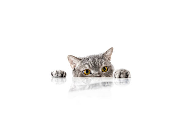 istock Big-eyed naughty cat looking at the target from behind the marble table 2037609498