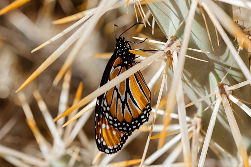 Monarch Butterfly Sitting on Cactus in Phoenix, Arizona Desert Botanical Gardens in February