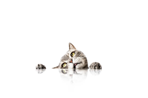 istock Big-eyed naughty cat looking sideways from behind marble table 2037609507