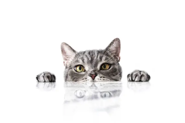 Big-eyed naughty cat looking at the target from behind the marble table Big-eyed naughty cat looking at the target from behind the marble table