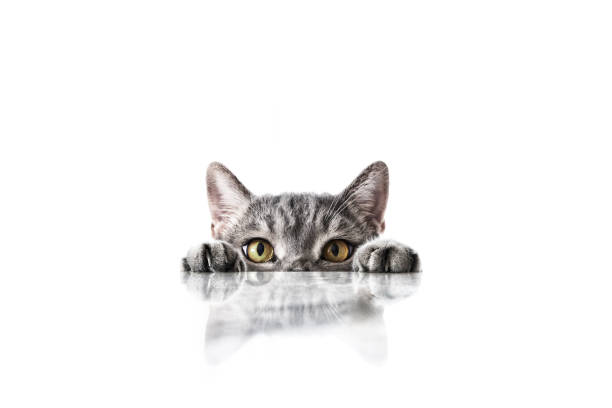 istock Big-eyed naughty cat looking at the target from behind the marble table 2037610565