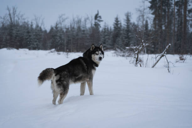 istock Husky dog with multi-colored eyes in the forest on a cold day in winter. 2037612148