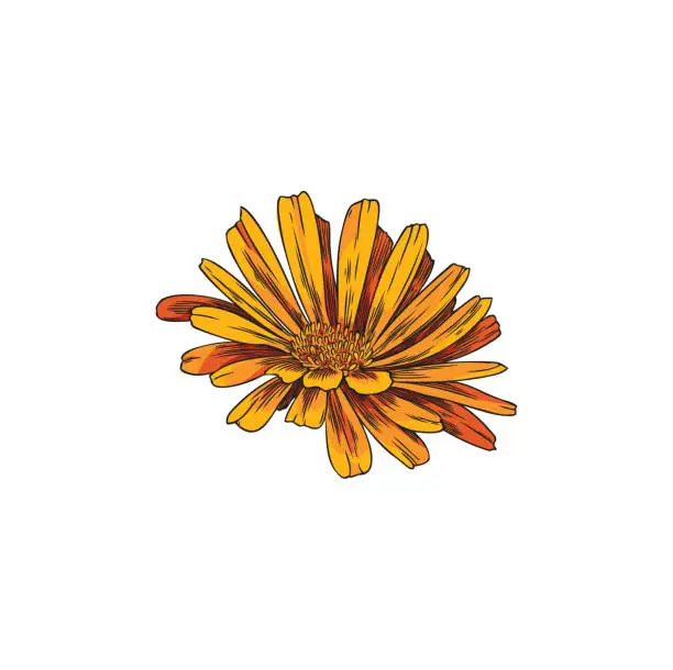 Vector illustration of Hand drawn colorful calendula flower sketch style, vector illustration