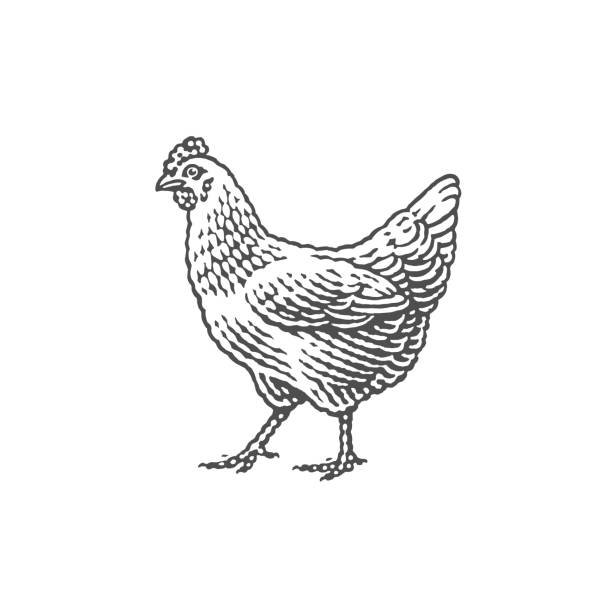 ilustrações, clipart, desenhos animados e ícones de galinha, animal doméstico de fazenda. - frango