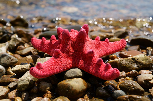A seashell in the form of a star on the river bank. Vacation at the sea. Vacations in nature.