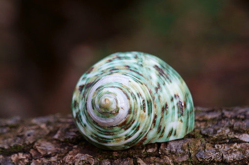 Beautiful little green seashell close-up.