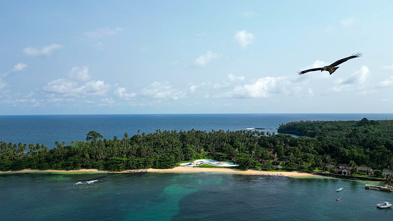 Aerial view of a Falcon flying on the coast of Sao Tome, West Africa