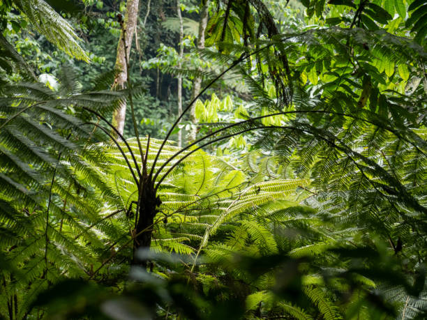 istock Bwindi Impenetrable National Park, Uganda. 2037648541