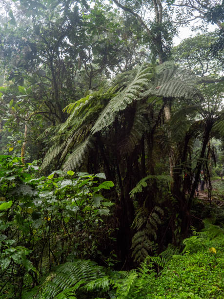 istock Bwindi Impenetrable National Park, Uganda. 2037652705