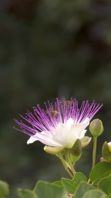 Flower of Capers.