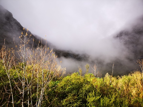Lonely Tree in the Mist. View over green mounatin range with lonely tree in between low hanging foggy cloudscape over Hehuanshan National Forest - Taroko National Park, Nantou County, Central Taiwan, Taiwan, East Asia