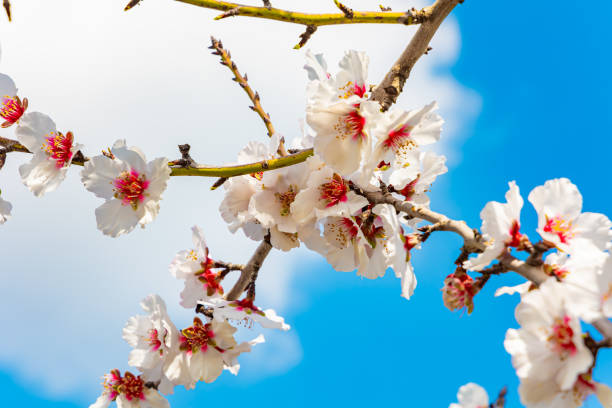 istock Picturesque almond blossom 2037662538