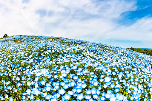 May Flower Festival. Magnificent spring flower festival at Hitachi Seaside Park. Blue nemophila flowers - American forget-me-nots - bloom on the hills in early May. Japan.