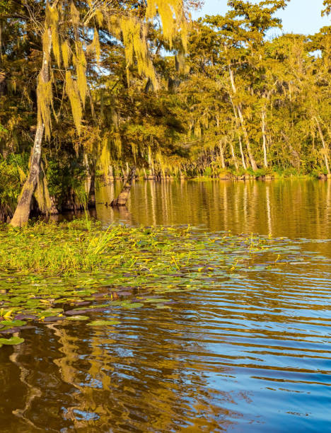 istock Creek with water lilies 2037662545