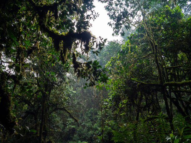 istock Bwindi Impenetrable National Park, Uganda. 2037672042