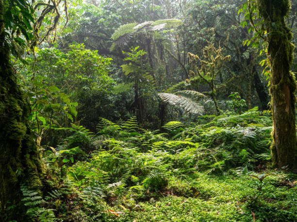 istock Bwindi Impenetrable National Park, Uganda. 2037683577