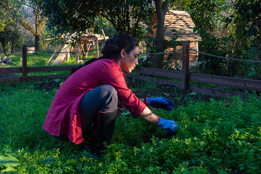 A young woman weeding her small garden