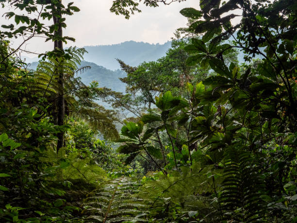 istock Bwindi Impenetrable National Park, Uganda. 2037693343