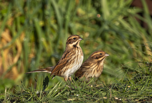 Reed bunting, female  [Emberiza schoeniclus]