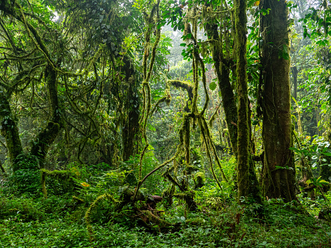 Bwindi Impenetrable National Park, Uganda. The park was listed as a UNESCO World Heritage Site in 1994. The tropical rainforest of Bwindi has very old tree populations. The park lies between 1160 m and 2607 m above sea level.