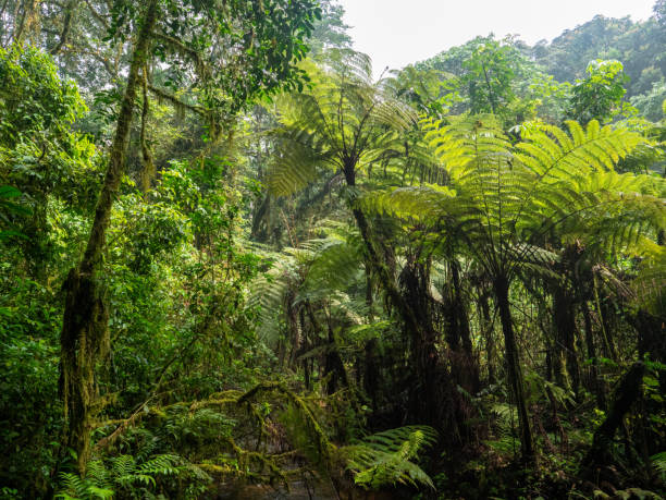 istock Bwindi Impenetrable National Park, Uganda. 2037705738