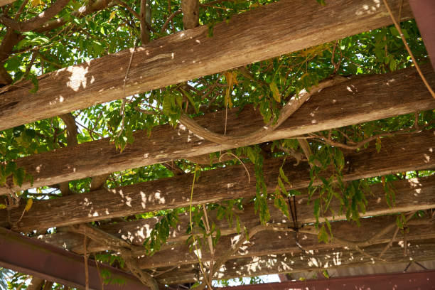istock Wooden roof covered with plants 2037707315