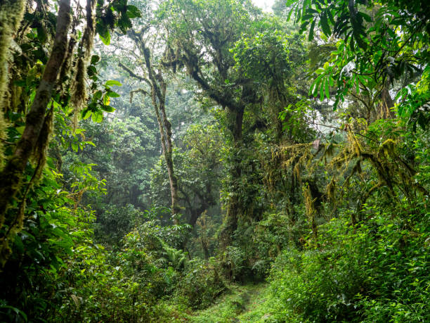 istock Bwindi Impenetrable National Park, Uganda. 2037713026
