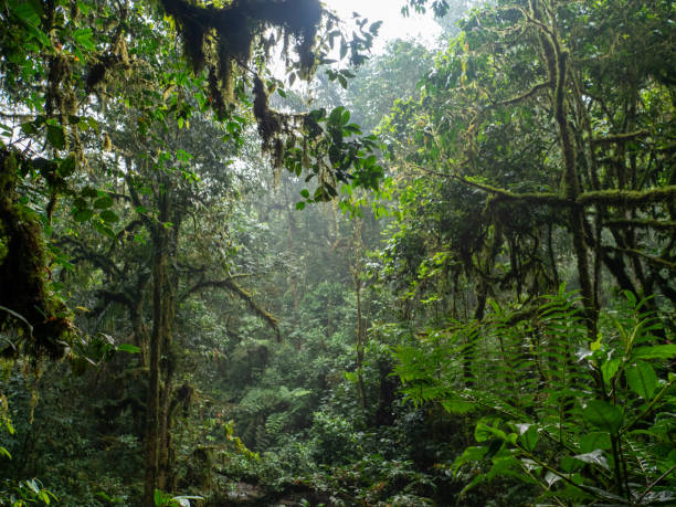istock Bwindi Impenetrable National Park, Uganda. 2037714584