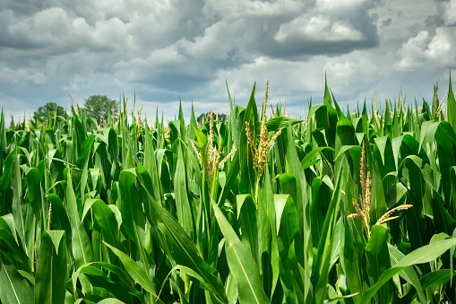 Close up of green foliage in a corn field and cloudy sky, July summer view