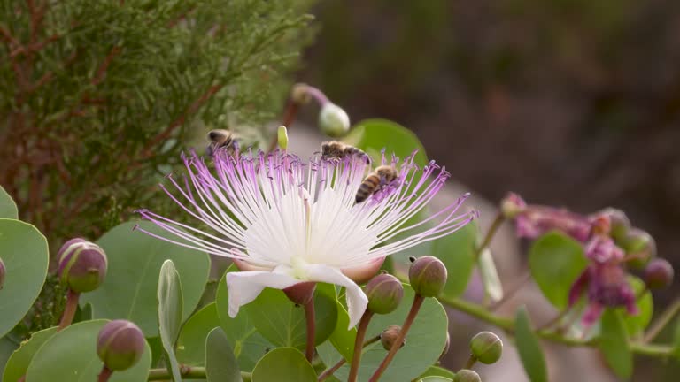 Flower of Capers.